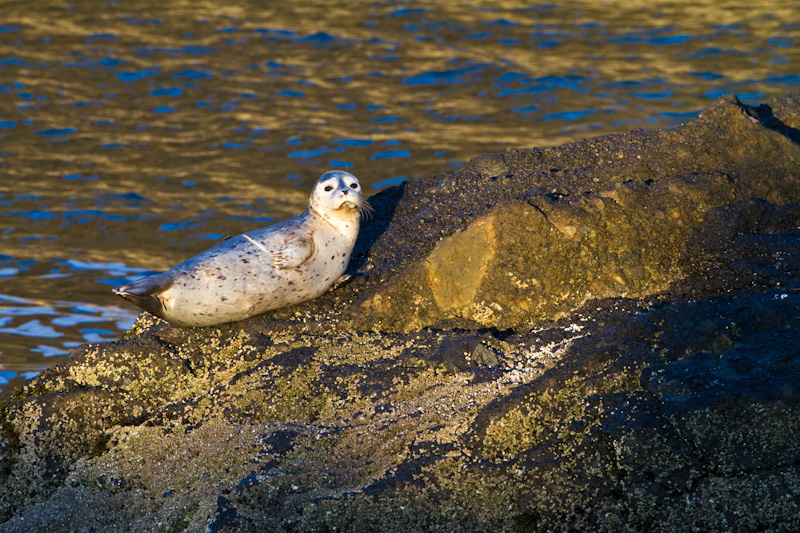 Baby Harbor Seal